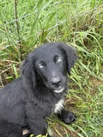 Blue eyes Male #1 W/Q, a male Australian Shepherd and Golden Retriever for sale in McDonald, TN – Photo 2 of 7
