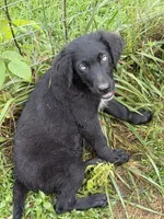 Blue eyes Male #1 W/Q, a male Australian Shepherd and Golden Retriever for sale in McDonald, TN – Photo 5 of 7