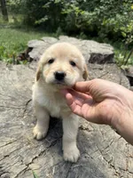 Blonde female Sky, a female Australian Shepherd and Golden Retriever for sale in McDonald, TN – Photo 3 of 5
