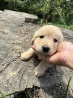Blonde female Sky, a female Australian Shepherd and Golden Retriever for sale in McDonald, TN – Photo 2 of 5