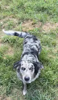 Lady, a female Australian Shepherd and Golden Retriever for sale in McDonald, TN – 4 of 8