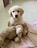 Female Sky/Quigley , a female Golden Retriever for sale in McDonald, TN – 2 of 5