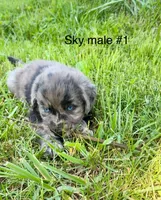 Merle Sky/Quigley #1, a male Australian Shepherd and Golden Retriever for sale in McDonald, TN – Photo 3 of 6