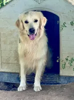 Sky girl 1, a female Golden Retriever for sale in McDonald, TN – 2 of 3