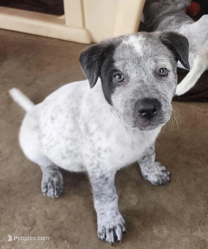Pup Leo – Australian Cattle Dog puppy for sale in Prescott, AZ