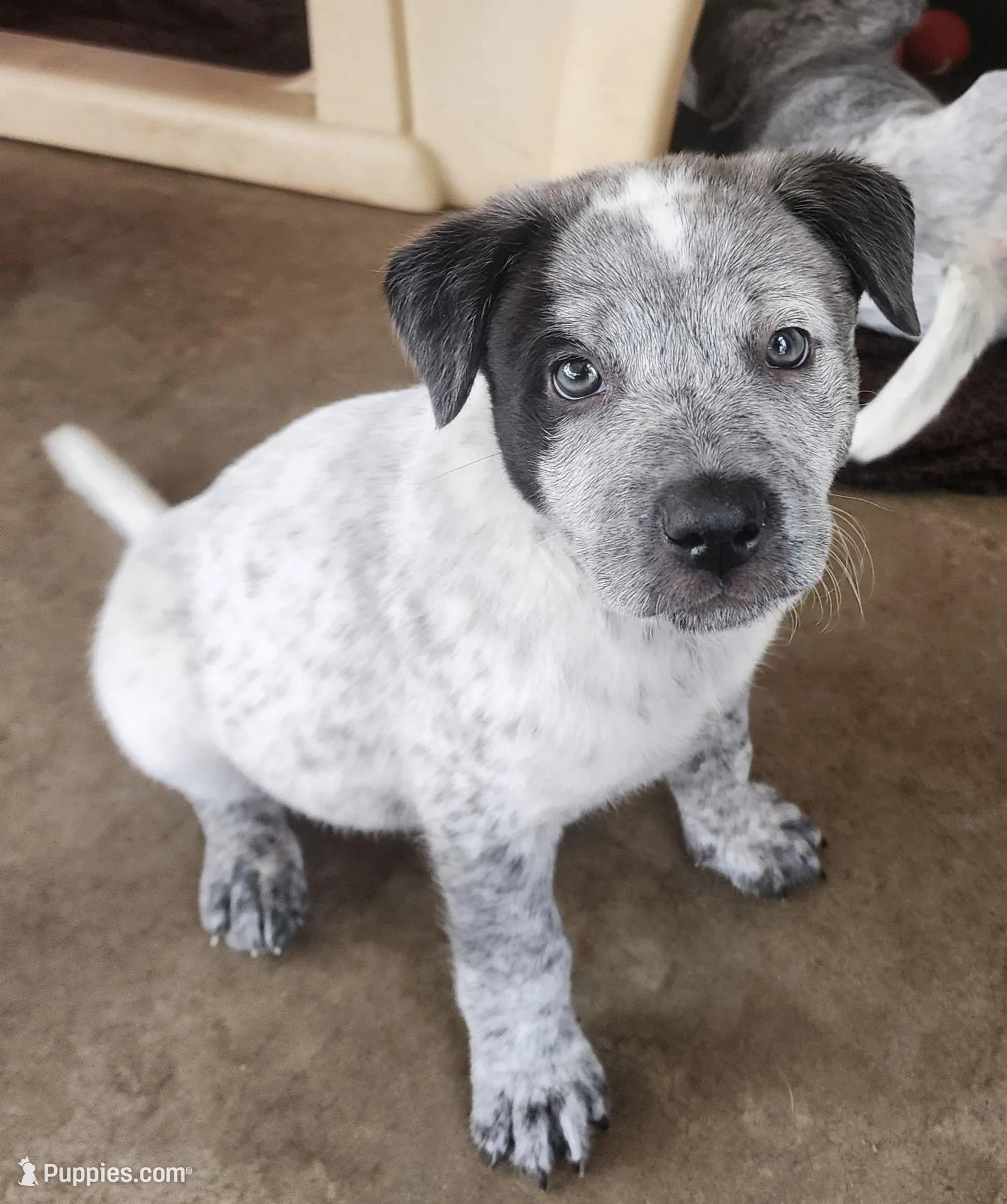 Pup Leo, a male Australian Cattle Dog for sale in Prescott, AZ – Photo 1 of 4