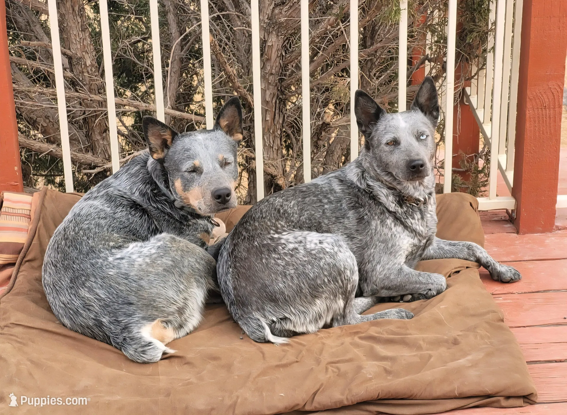 Mipha, a female Australian Cattle Dog for sale in Prescott, AZ – Photo 2 of 2