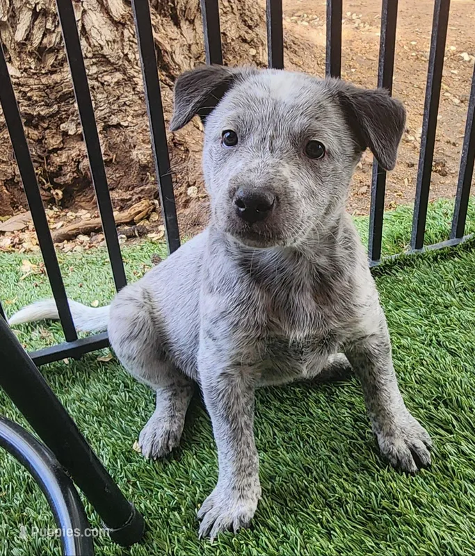 Freckles  – Australian Cattle Dog puppy for sale in Prescott, AZ