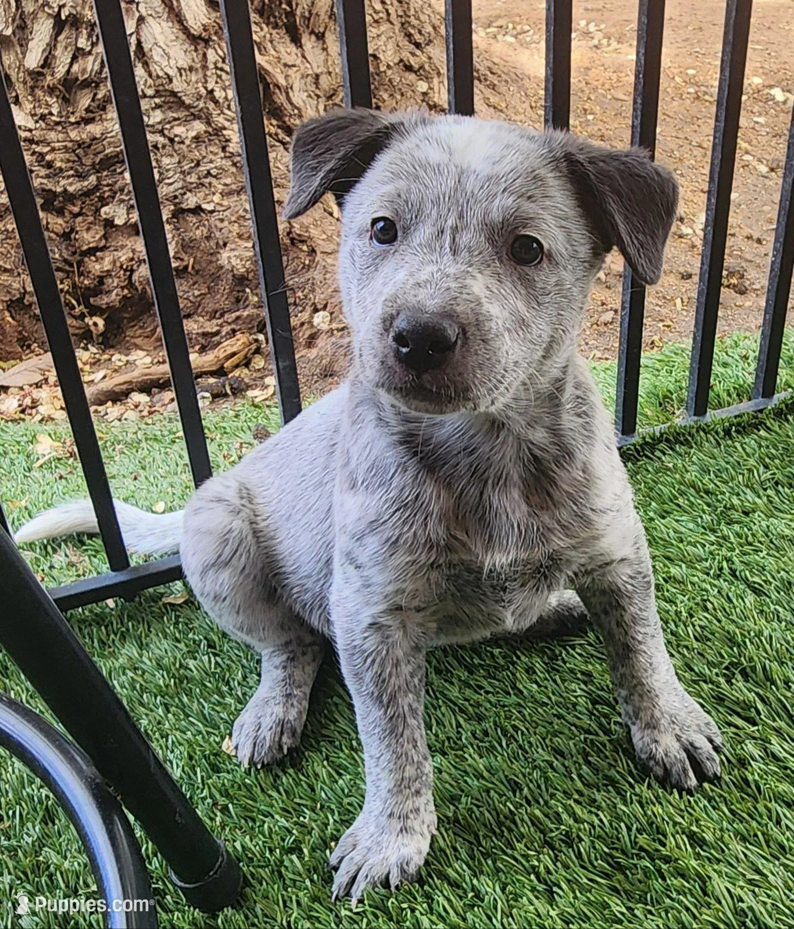 Freckles , a female Australian Cattle Dog for sale in Prescott, AZ – Photo 1 of 2