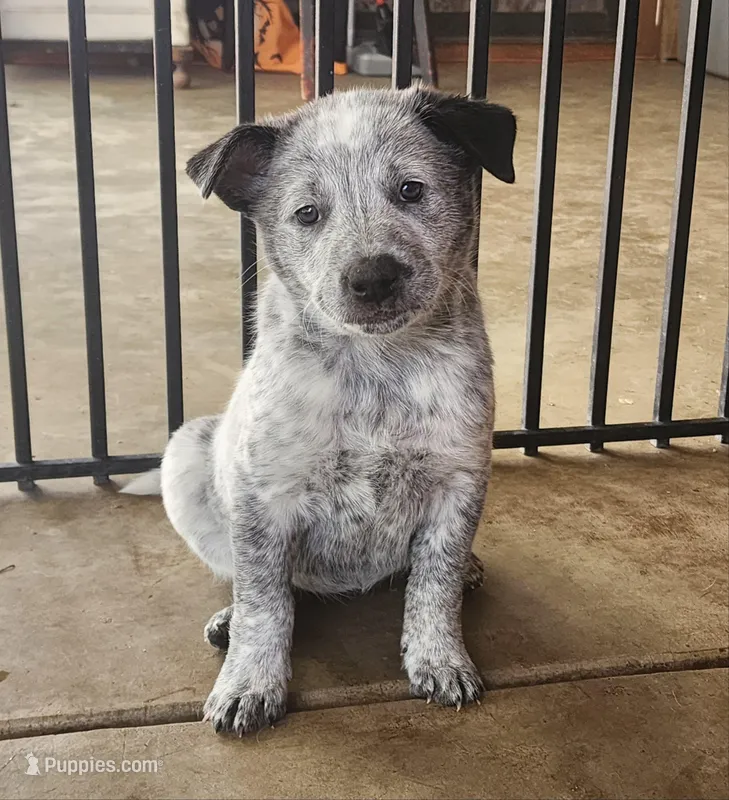 Rose – Australian Cattle Dog puppy for sale in Prescott, AZ