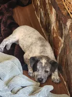 Pup Leo, a male Australian Cattle Dog for sale in Prescott, AZ – Photo 2 of 4