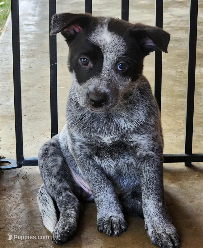 Mipha – Australian Cattle Dog puppy for sale in Prescott, AZ