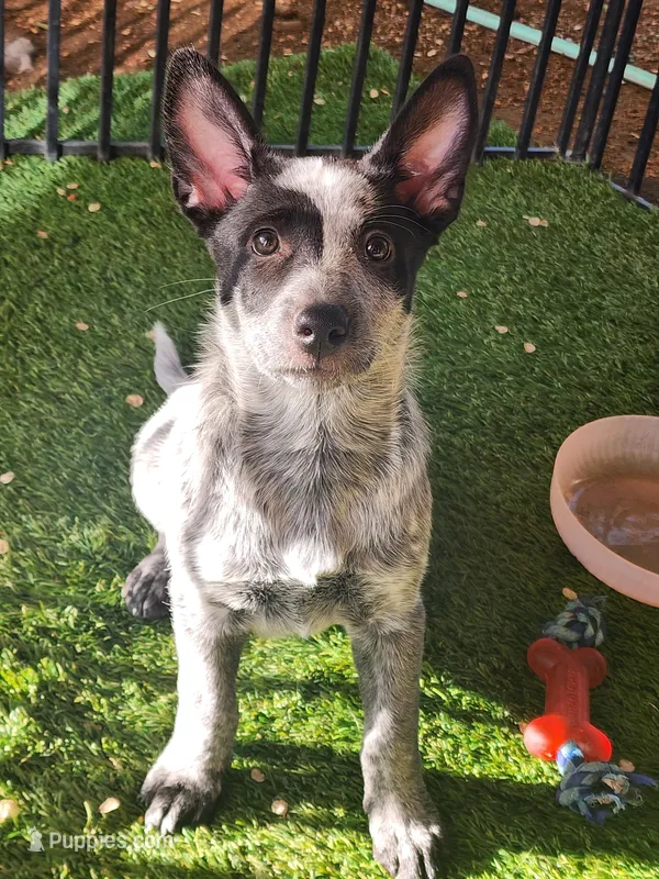 Mipha – Australian Cattle Dog puppy for sale in Prescott, AZ