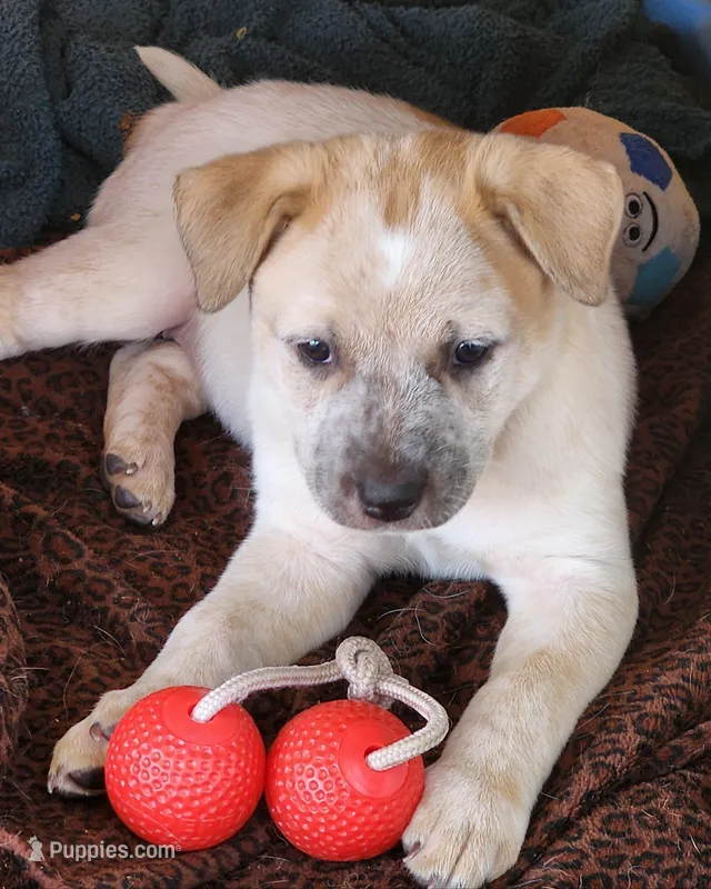 Zelda – Australian Cattle Dog puppy for sale in Prescott, AZ