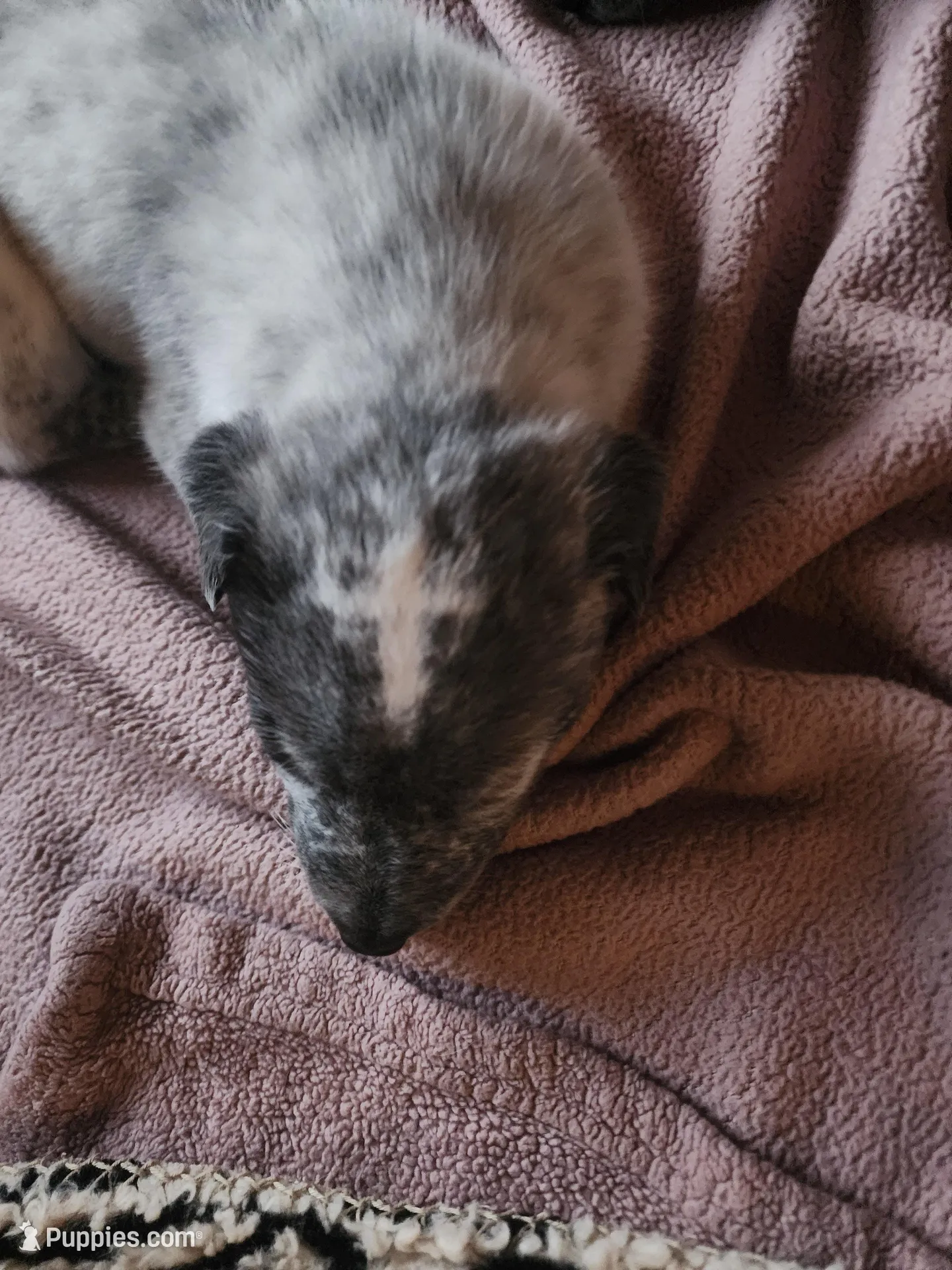 Pup Leo, a male Australian Cattle Dog for sale in Prescott, AZ – Photo 3 of 4