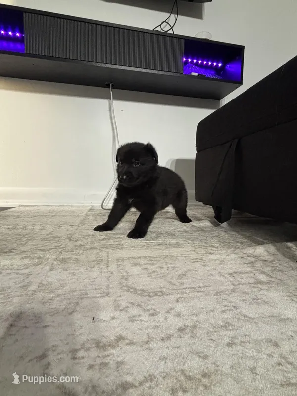 Luna – German Shepherd Dog puppy for sale in North Miami Beach, FL