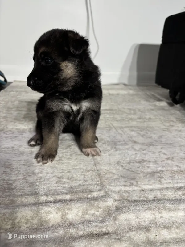 Star – German Shepherd Dog puppy for sale in North Miami Beach, FL