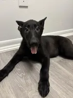 Star, a female German Shepherd Dog for sale in North Miami Beach, FL – 4 of 4