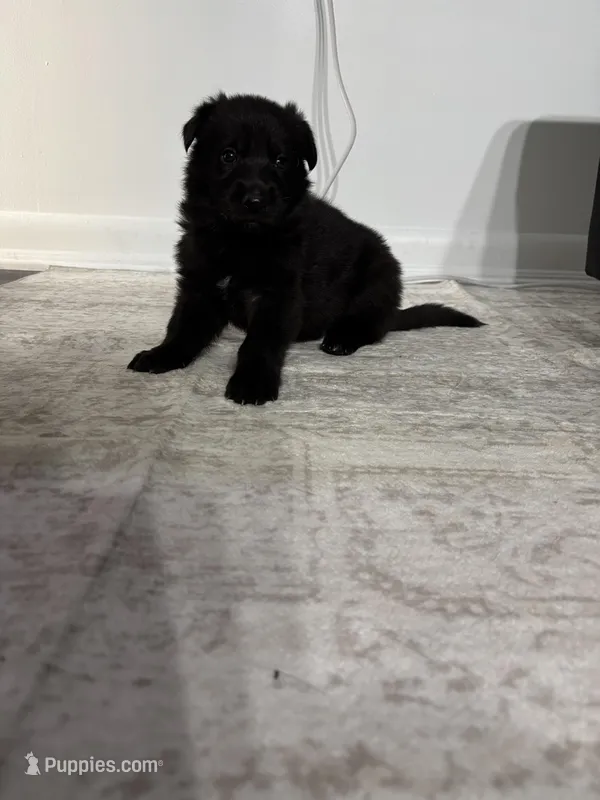 Eclipse – German Shepherd Dog puppy for sale in North Miami Beach, FL