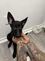 Star, a female German Shepherd Dog for sale in North Miami Beach, FL – 2 of 4