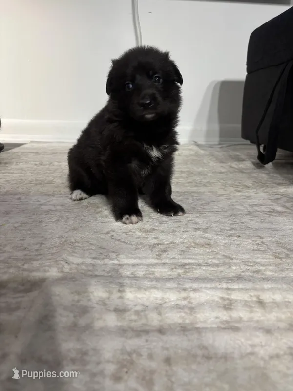 Swettie – German Shepherd Dog puppy for sale in North Miami Beach, FL