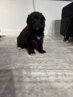 Eclipse, a female German Shepherd Dog for sale in North Miami Beach, FL – 2 of 4