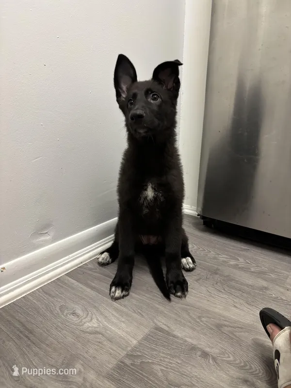Eclipse – German Shepherd Dog puppy for sale in North Miami Beach, FL