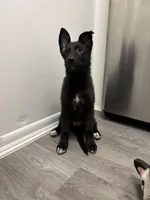 Eclipse, a female German Shepherd Dog for sale in North Miami Beach, FL – 1 of 4