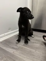 Eclipse, a female German Shepherd Dog for sale in North Miami Beach, FL – 4 of 4
