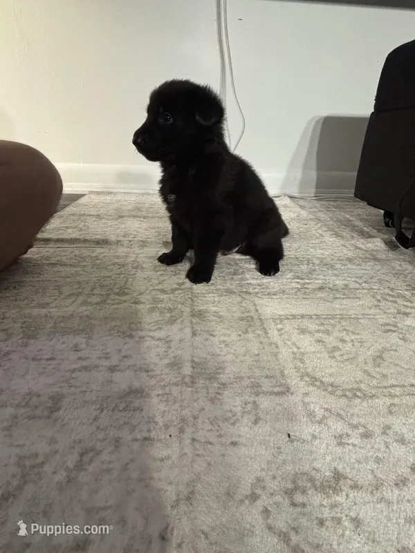 Rocko – German Shepherd Dog puppy for sale in North Miami Beach, FL