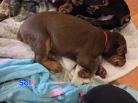 Sol, a female Doberman Pinscher for sale in Dresden, OH – 5 of 5