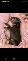 Sol, a female Doberman Pinscher for sale in Dresden, OH – 2 of 5