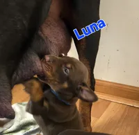 Luna, a female Doberman Pinscher for sale in Dresden, OH – 4 of 6