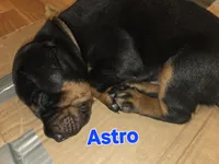 Astro, a male Doberman Pinscher for sale in Dresden, OH – 5 of 7