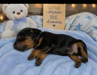Astro, a male Doberman Pinscher for sale in Dresden, OH – 2 of 7