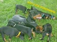 COSMO , a male Doberman Pinscher for sale in Dresden, OH – 5 of 5
