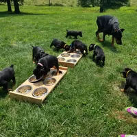 Luna, a female Doberman Pinscher for sale in Dresden, OH – 6 of 6