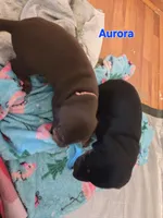 Aurora , a female Doberman Pinscher for sale in Dresden, OH – 4 of 6