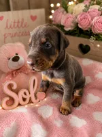 Sol, a female Doberman Pinscher for sale in Dresden, OH – 1 of 5