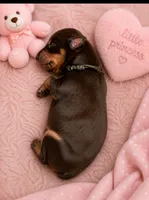 Nova , a female Doberman Pinscher for sale in Dresden, OH – 2 of 7