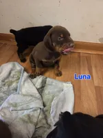Luna, a female Doberman Pinscher for sale in Dresden, OH – 2 of 6