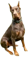 Nova , a female Doberman Pinscher for sale in Dresden, OH – 4 of 7