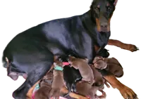 Astro, a male Doberman Pinscher for sale in Dresden, OH – 7 of 7
