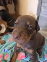 Sol, a female Doberman Pinscher for sale in Dresden, OH – 4 of 5