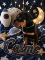 COSMO , a male Doberman Pinscher for sale in Dresden, OH – 1 of 5