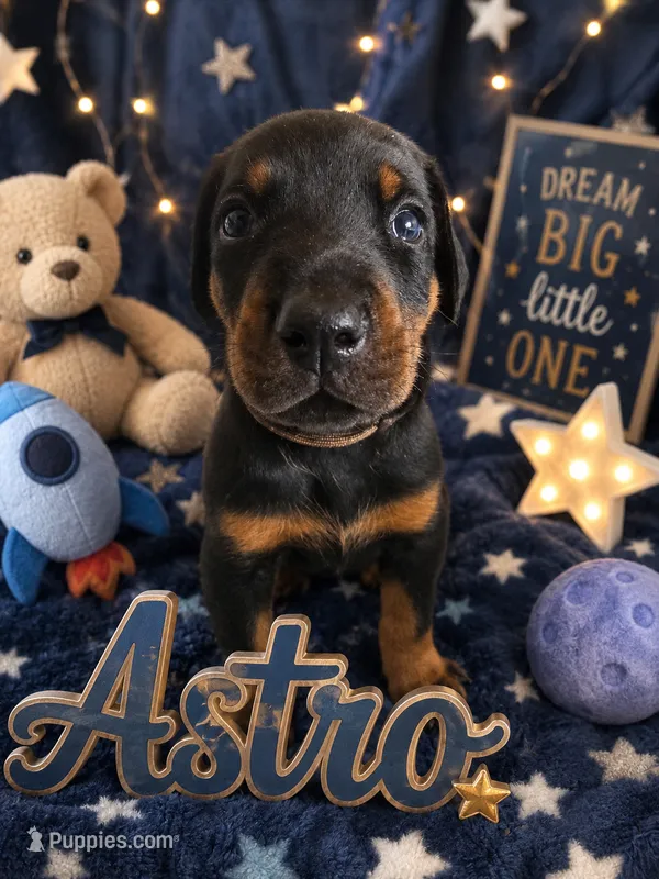 Astro – Doberman Pinscher puppy for sale in Dresden, OH