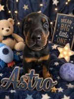 Astro, a male Doberman Pinscher for sale in Dresden, OH – 1 of 7