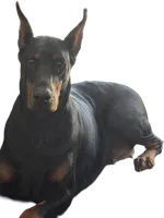 Nova , a female Doberman Pinscher for sale in Dresden, OH – 5 of 7