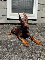 Nova , a female Doberman Pinscher for sale in Dresden, OH – 6 of 7
