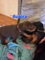 Aurora , a female Doberman Pinscher for sale in Dresden, OH – 5 of 6